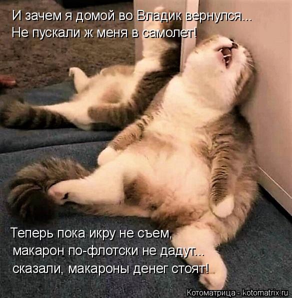 И зачем я домой во Владик вернулся... Не пускали ж меня в самолет! Теперь пока икру не съем, макарон... Котоматрица: И зачем я домой во Владик вернулся... Не пускали ж меня в самолет! Теперь пока икру не съем, макарон по-флотски не дадут... сказали, макароны де