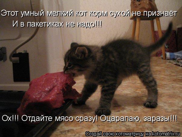 Этот умный мелкий кот корм сухой не признаёт И в пакетиках не надо!!! Ох!!! Отдайте мясо сразу! Оцара... Котоматрица: Этот умный мелкий кот корм сухой не признаёт И в пакетиках не надо!!! Ох!!! Отдайте мясо сразу! Оцарапаю, заразы!!!
