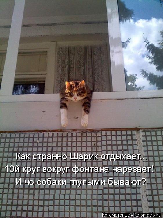 Как странно Шарик отдыхает... 10й круг вокруг фонтана нарезает! И чо собаки глупыми бывают?... Котоматрица: Как странно Шарик отдыхает... 10й круг вокруг фонтана нарезает! И чо собаки глупыми бывают?