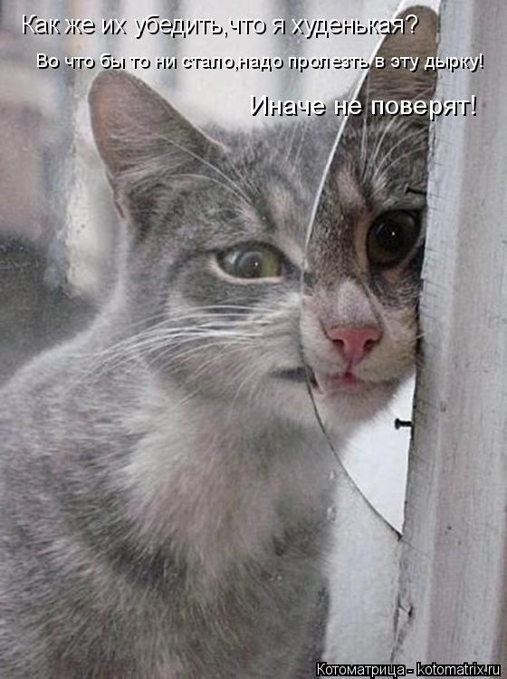 Как же их убедить,что я худенькая? Во что бы то ни стало,надо пролезть в эту дырку! Иначе не поверят!... Котоматрица: Как же их убедить,что я худенькая? Во что бы то ни стало,надо пролезть в эту дырку! Иначе не поверят!