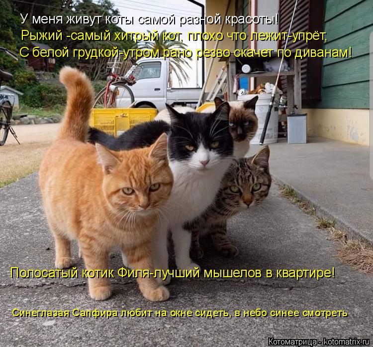 У меня живут коты самой разной красоты! Рыжий -самый хитрый кот, плохо что лежит-упрёт, С белой грудк... Котоматрица: У меня живут коты самой разной красоты! Рыжий -самый хитрый кот, плохо что лежит-упрёт, С белой грудкой-утром рано резво скачет по диванам! По