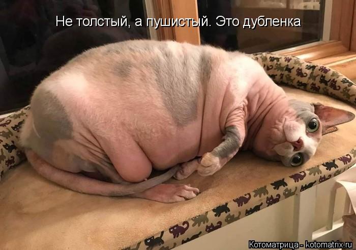 Котоматрица: Не толстый, а пушистый. Это дубленка
