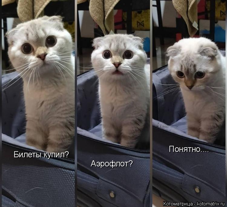 Билеты купил? Аэрофлот? Понятно....... Котоматрица: Билеты купил? Аэрофлот? Понятно....