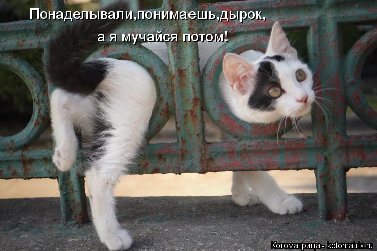 Котоматрица: Понаделывали,понимаешь,дырок, а я мучайся потом!