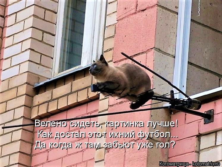 Велено сидеть, картинка лучше! Как достал этот ихний футбол... Да когда ж там забьют уже гол?... Котоматрица: Велено сидеть, картинка лучше! Как достал этот ихний футбол... Да когда ж там забьют уже гол?