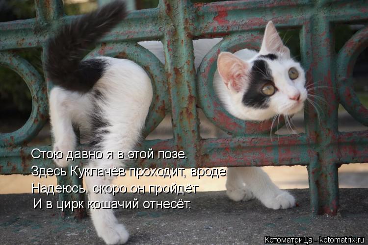Стою давно я в этой позе. Здесь Куклачёв проходит, вроде Надеюсь, скоро он пройдёт И в цирк кошачий о... Котоматрица: Стою давно я в этой позе. Здесь Куклачёв проходит, вроде Надеюсь, скоро он пройдёт И в цирк кошачий отнесёт.