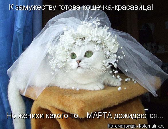 К замужеству готова кошечка-красавица! Но женихи какого-то... МАРТА дожидаются...... Котоматрица: К замужеству готова кошечка-красавица! Но женихи какого-то... МАРТА дожидаются...