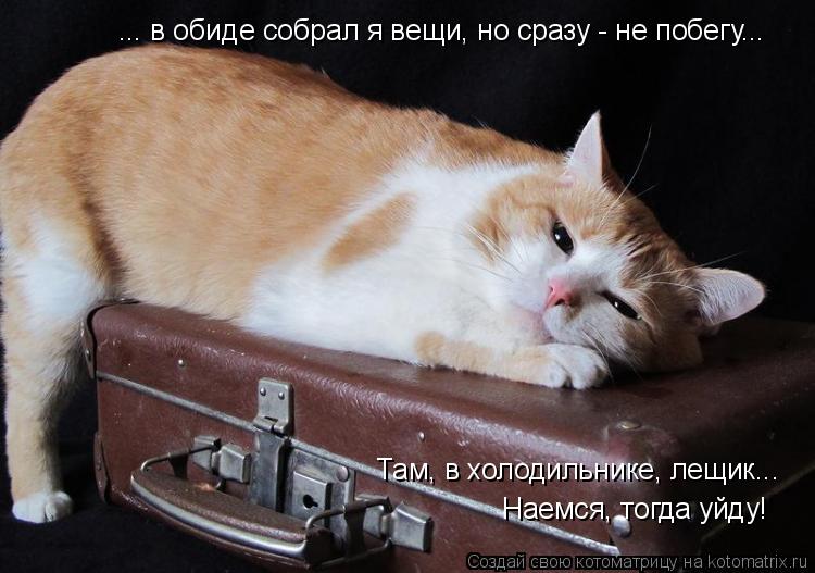 ... в обиде собрал я вещи, но сразу - не побегу... Там, в холодильнике, лещик... Наемся, тогда уйду!... Котоматрица: ... в обиде собрал я вещи, но сразу - не побегу... Там, в холодильнике, лещик... Наемся, тогда уйду!