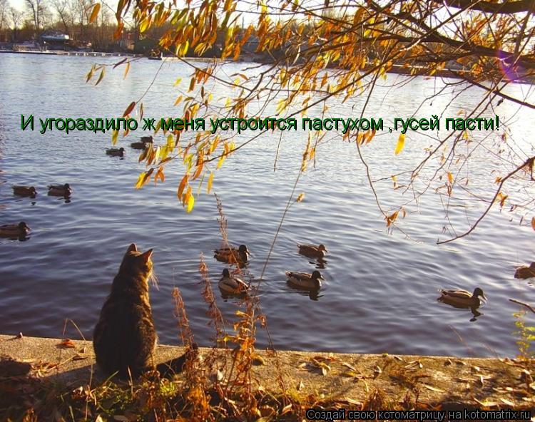 И угораздило ж меня устроится пастухом ,гусей пасти!... Котоматрица: И угораздило ж меня устроится пастухом ,гусей пасти!