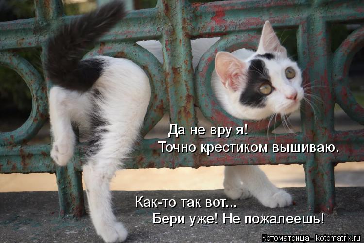 Да не вру я! Точно крестиком вышиваю. Как-то так вот... Бери уже! Не пожалеешь!... Котоматрица: Да не вру я! Точно крестиком вышиваю. Как-то так вот... Бери уже! Не пожалеешь!