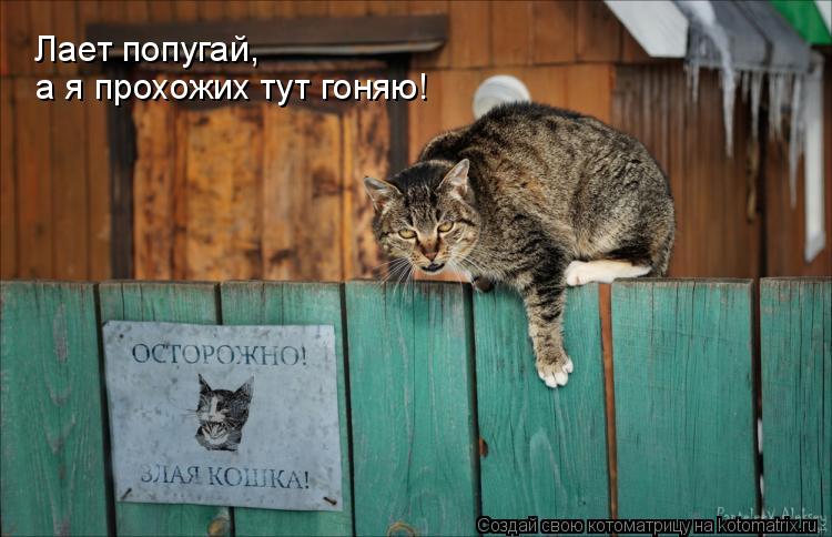 Лает попугай, а я прохожих тут гоняю!... Котоматрица: Лает попугай, а я прохожих тут гоняю!