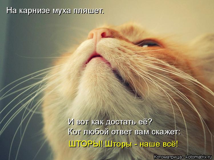 На карнизе муха пляшет. И вот как достать её? Кот любой ответ вам скажет: ШТОРЫ! Шторы - наше всё!... Котоматрица: На карнизе муха пляшет. И вот как достать её? Кот любой ответ вам скажет: ШТОРЫ! Шторы - наше всё!
