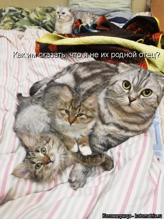 Как им сказать, что я не их родной отец?... Котоматрица: Как им сказать, что я не их родной отец?