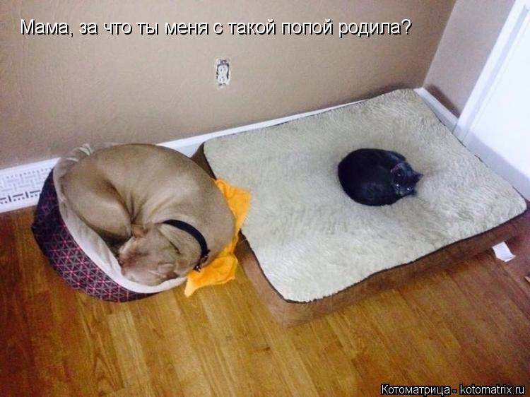 Мама, за что ты меня с такой попой родила?... Котоматрица: Мама, за что ты меня с такой попой родила?