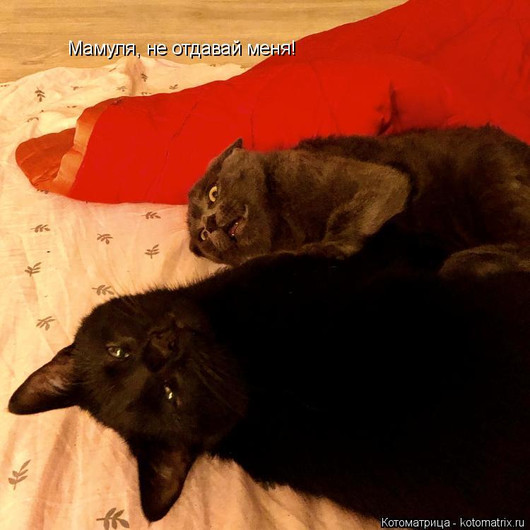 Мамуля, не отдавай меня!... Котоматрица: Мамуля, не отдавай меня!
