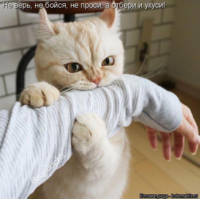 Не верь, не бойся, не проси, а отбери и укуси!... Котоматрица: Не верь, не бойся, не проси, а отбери и укуси!