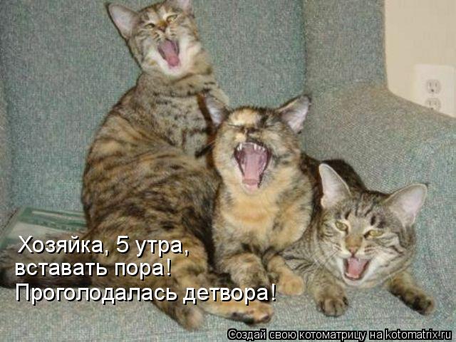 Хозяйка, 5 утра, вставать пора! Проголодалась детвора!... Котоматрица: Хозяйка, 5 утра, вставать пора! Проголодалась детвора!