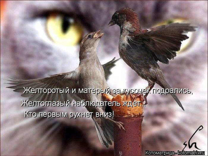 Желторотый и матёрый за кусочек подрались, Желтоглазый наблюдатель ждёт... Кто первым рухнет вниз!... Котоматрица: Желторотый и матёрый за кусочек подрались, Желтоглазый наблюдатель ждёт... Кто первым рухнет вниз!
