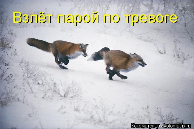 Взлёт парой по тревоге... Котоматрица: Взлёт парой по тревоге