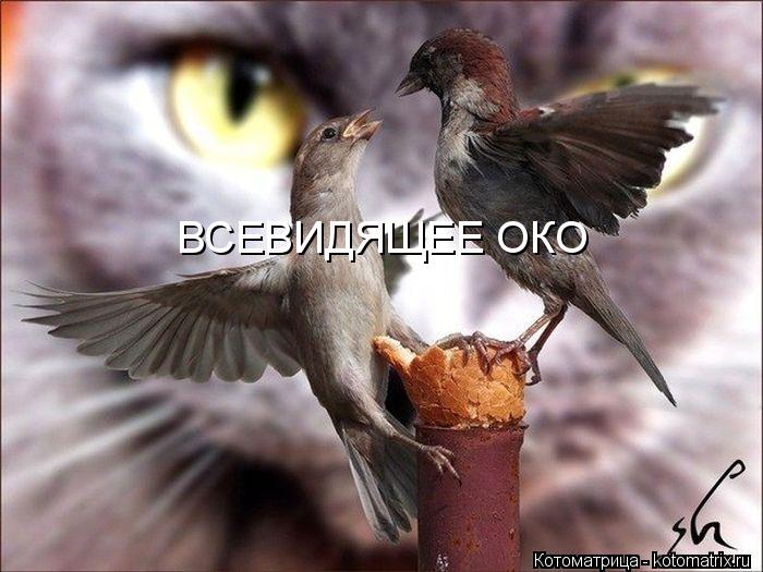 ВСЕВИДЯЩЕЕ ОКО... Котоматрица: ВСЕВИДЯЩЕЕ ОКО