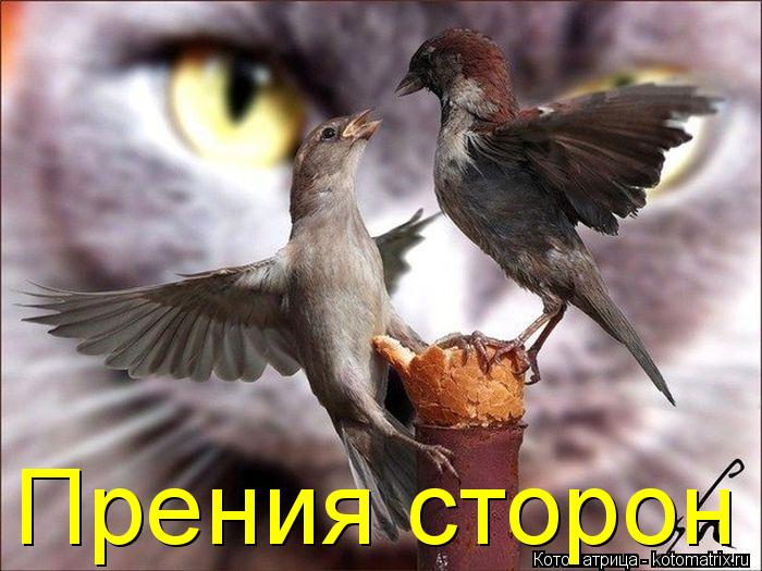 Прения сторон... Котоматрица: Прения сторон