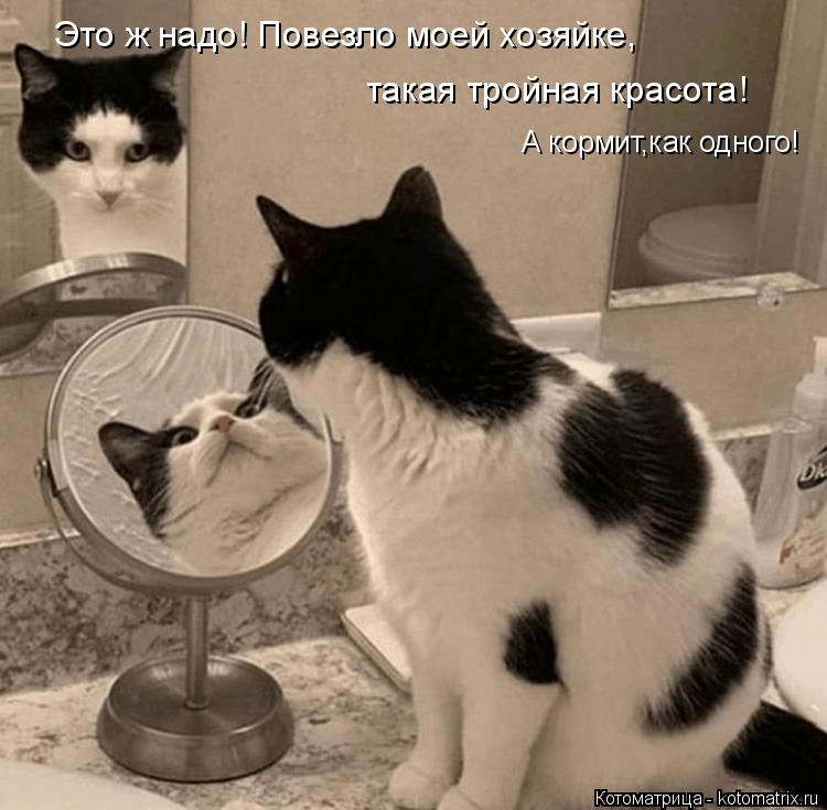 Это ж надо! Повезло моей хозяйке, такая тройная красота! А кормит,как одного!... Котоматрица: Это ж надо! Повезло моей хозяйке, такая тройная красота! А кормит,как одного!