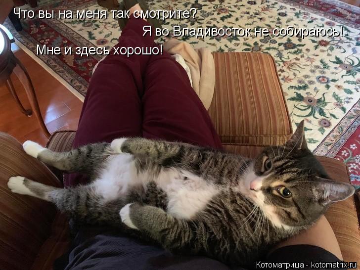 Что вы на меня так смотрите? Я во Владивосток не собираюсь! Мне и здесь хорошо!... Котоматрица: Что вы на меня так смотрите? Я во Владивосток не собираюсь! Мне и здесь хорошо!
