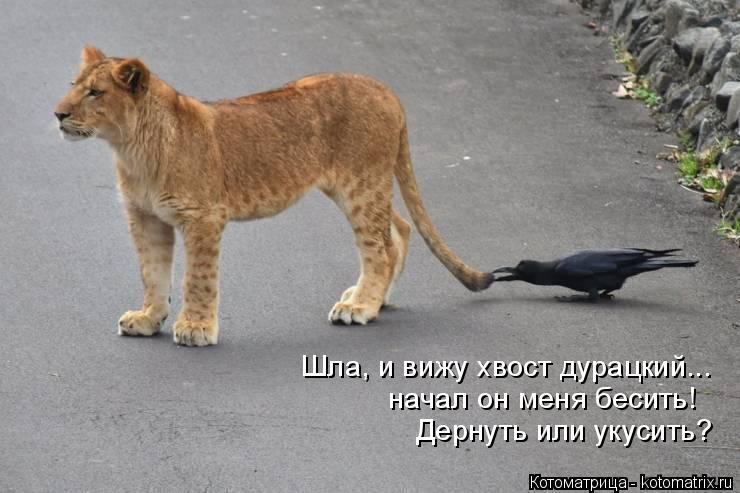 Шла, и вижу хвост дурацкий... начал он меня бесить! Дернуть или укусить?... Котоматрица: Шла, и вижу хвост дурацкий... начал он меня бесить! Дернуть или укусить?