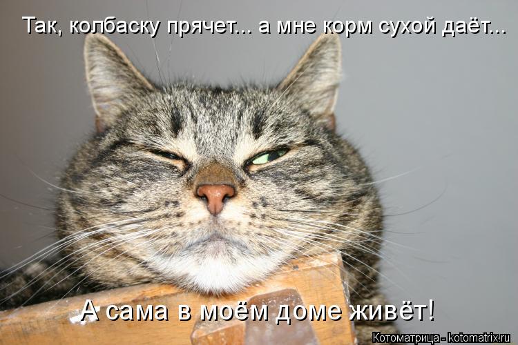 Так, колбаску прячет... а мне корм сухой даёт... А сама в моём доме живёт!... Котоматрица: Так, колбаску прячет... а мне корм сухой даёт... А сама в моём доме живёт!