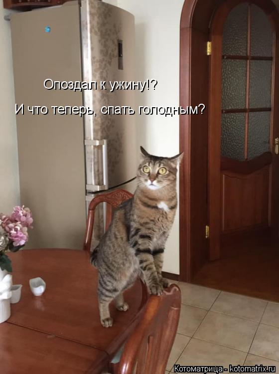 Опоздал к ужину!? И что теперь, спать голодным?... Котоматрица: Опоздал к ужину!? И что теперь, спать голодным?