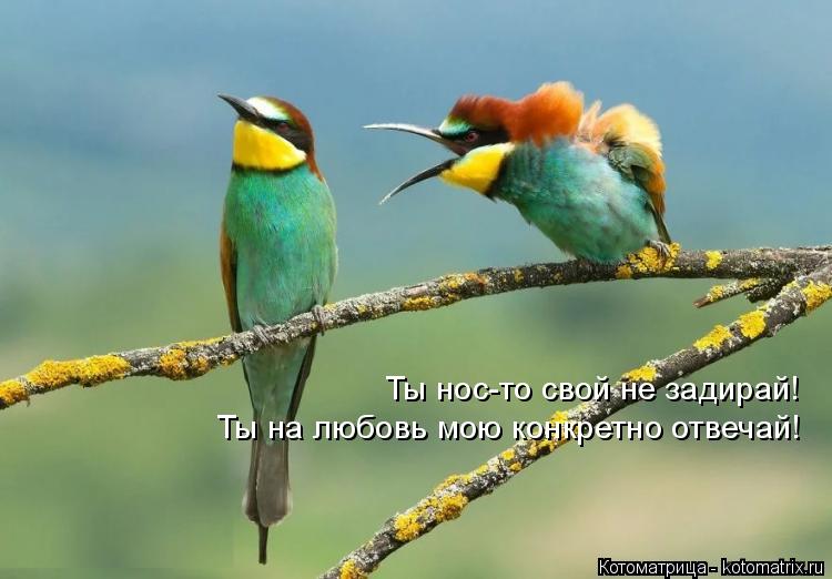 Ты нос-то свой не задирай! Ты на любовь мою конкретно отвечай!... Котоматрица: Ты нос-то свой не задирай! Ты на любовь мою конкретно отвечай!