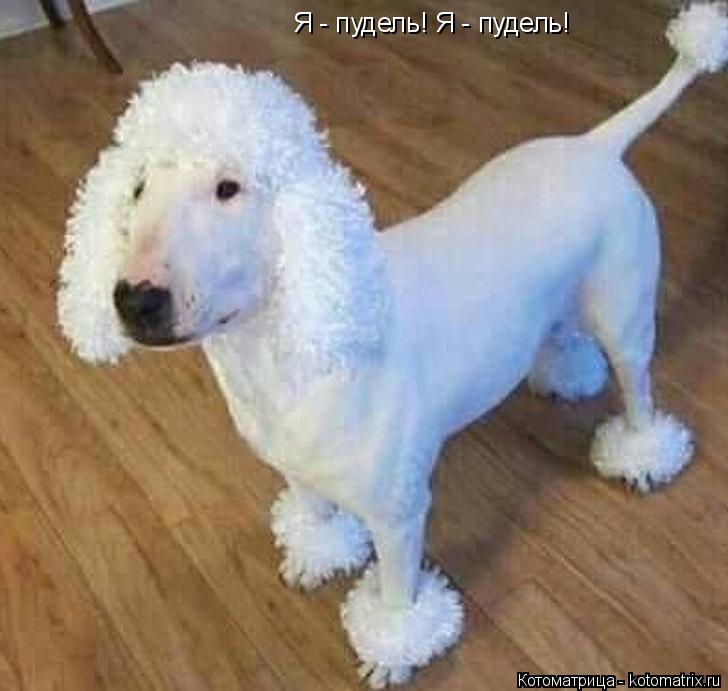 Я - пудель! Я - пудель!... Котоматрица: Я - пудель! Я - пудель!
