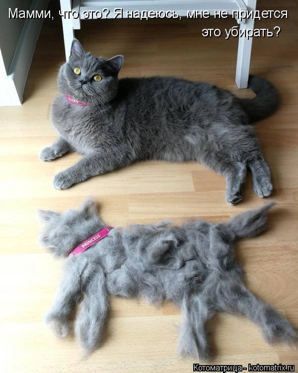 Мамми, что это? Я надеюсь, мне не придется это убирать?... Котоматрица: Мамми, что это? Я надеюсь, мне не придется это убирать?
