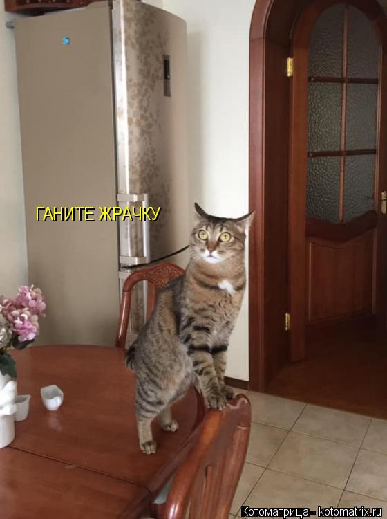 ГАНИТЕ ЖРАЧКУ... Котоматрица: ГАНИТЕ ЖРАЧКУ
