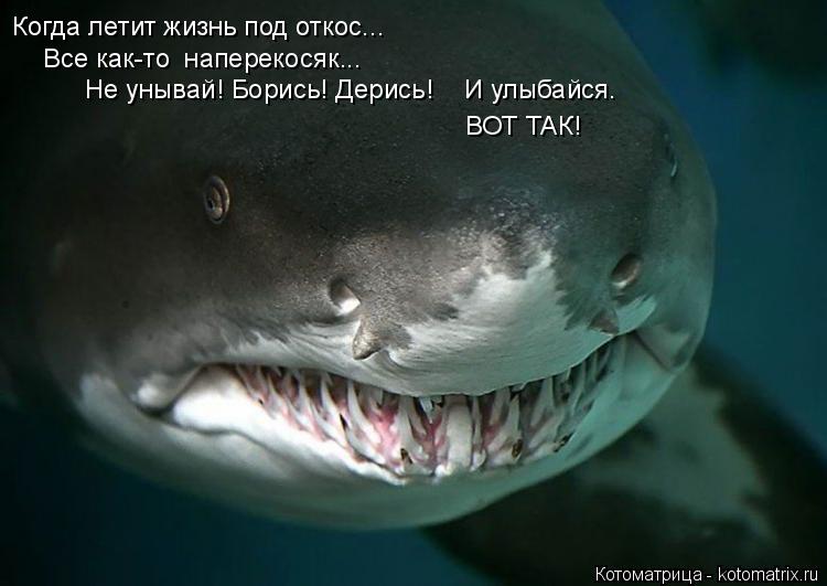 Котоматрица: Когда летит жизнь под откос... Все как-то  наперекосяк... Не унывай! Борись! Дерись! И улыбайся. ВОТ ТАК!
