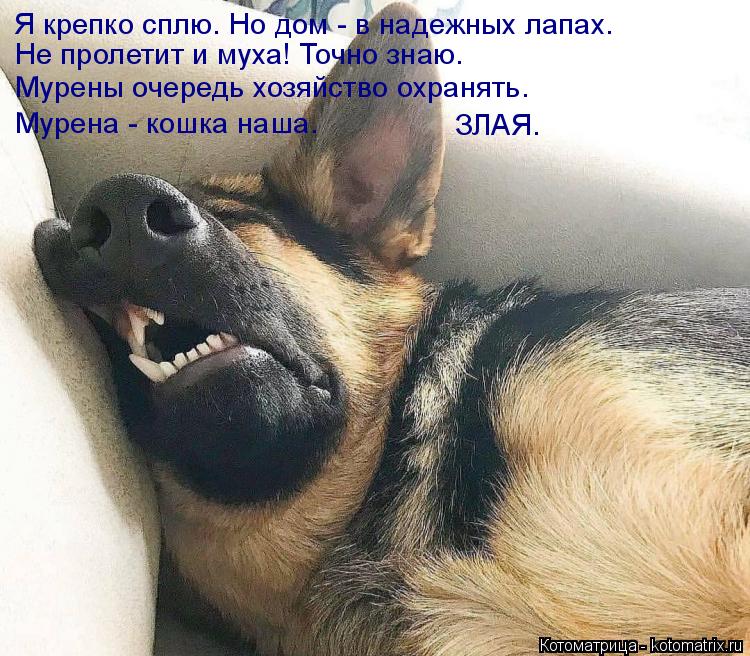 Я крепко сплю. Но дом - в надежных лапах. Не пролетит и муха! Точно знаю. Мурены очередь хозяйство ох... Котоматрица: Я крепко сплю. Но дом - в надежных лапах. Не пролетит и муха! Точно знаю. Мурены очередь хозяйство охранять. Мурена - кошка наша. ЗЛАЯ.