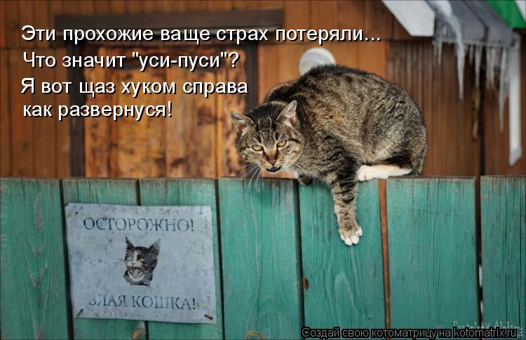 Эти прохожие ваще страх потеряли... Что значит "уси-пуси"? Я вот щаз хуком справа как развернуся!... Котоматрица: Эти прохожие ваще страх потеряли... Что значит "уси-пуси"? Я вот щаз хуком справа как развернуся!