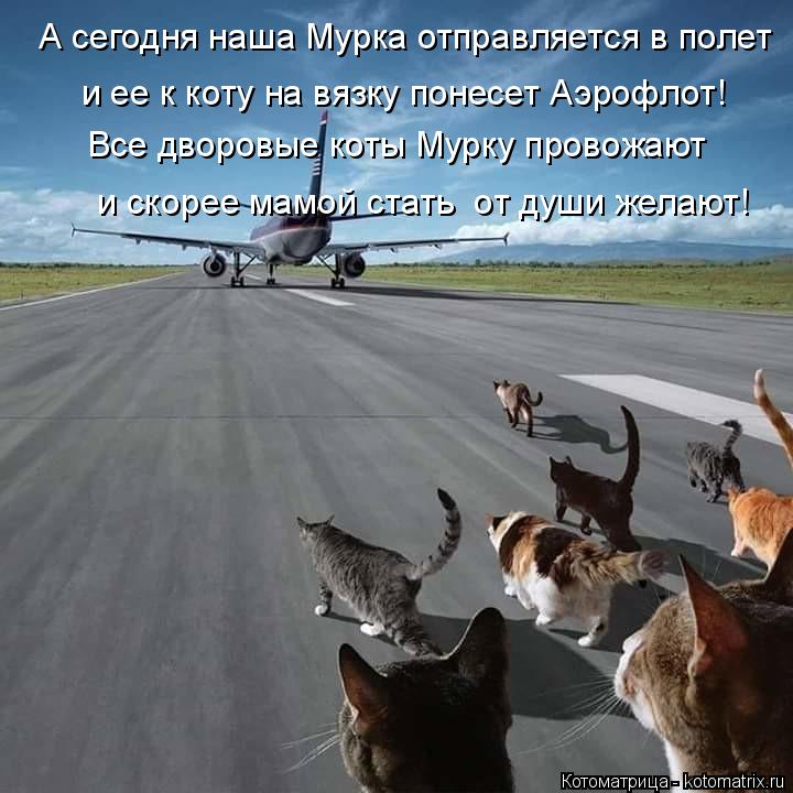 Все дворовые коты Мурку провожают А сегодня наша Мурка отправляется в полет и ее к коту на вязку поне... Котоматрица: Все дворовые коты Мурку провожают А сегодня наша Мурка отправляется в полет и ее к коту на вязку понесет Аэрофлот! и скорее мамой стать от ?