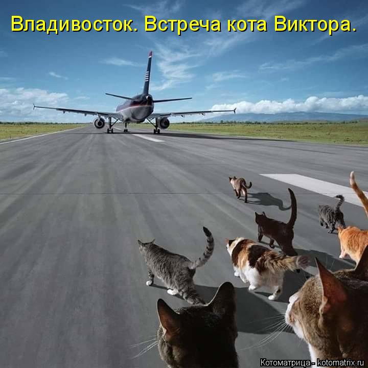 Владивосток. Встреча кота Виктора.... Котоматрица: Владивосток. Встреча кота Виктора.