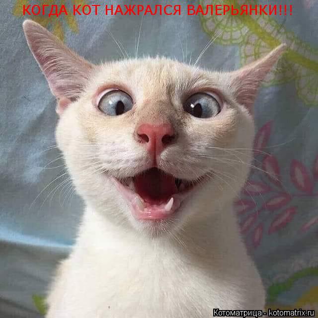 КОГДА КОТ НАЖРАЛСЯ ВАЛЕРЬЯНКИ!!!... Котоматрица: КОГДА КОТ НАЖРАЛСЯ ВАЛЕРЬЯНКИ!!!