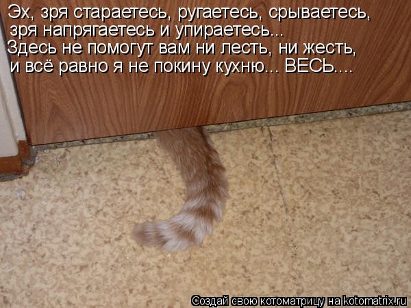 Эх, зря стараетесь, ругаетесь, срываетесь, зря напрягаетесь и упираетесь... и всё равно я не покину к... Котоматрица: Эх, зря стараетесь, ругаетесь, срываетесь, зря напрягаетесь и упираетесь... и всё равно я не покину кухню... ВЕСЬ.... Здесь не помогут вам ни лес?