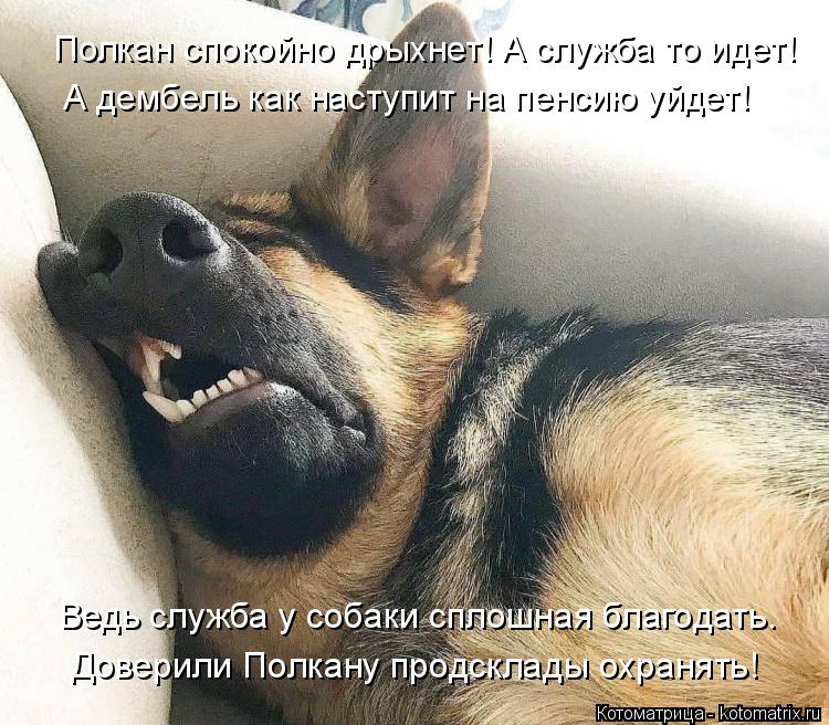 Котоматрица: Полкан спокойно дрыхнет! А служба то идет! А дембель как наступит на пенсию уйдет! Ведь служба у собаки сплошная благодать. Доверили Полкану