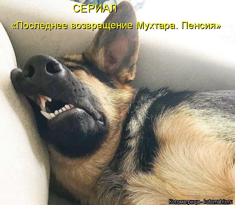 СЕРИАЛ «Последнее возвращение Мухтара. Пенсия»... Котоматрица: СЕРИАЛ «Последнее возвращение Мухтара. Пенсия»