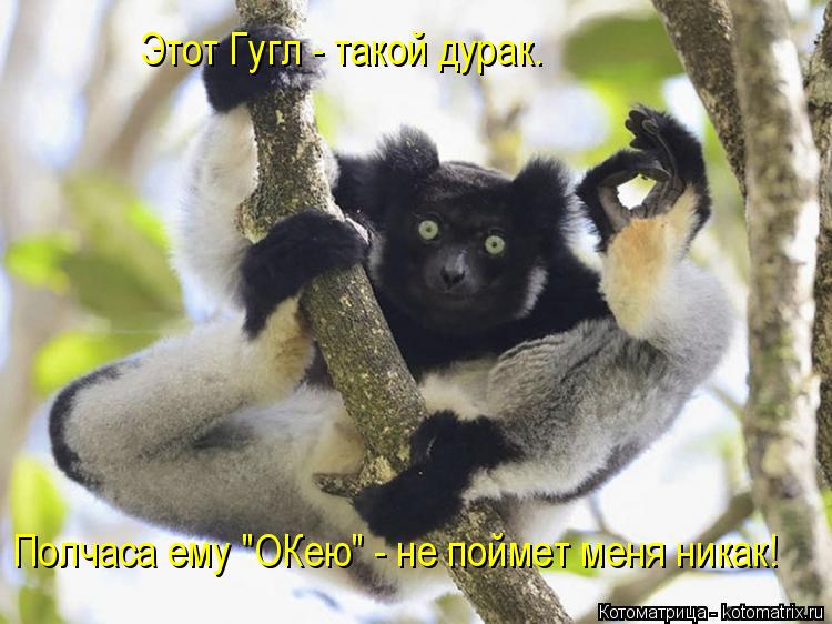 Полчаса ему "ОКею" - не поймет меня никак! Этот Гугл - такой дурак.... Котоматрица: Полчаса ему "ОКею" - не поймет меня никак! Этот Гугл - такой дурак.