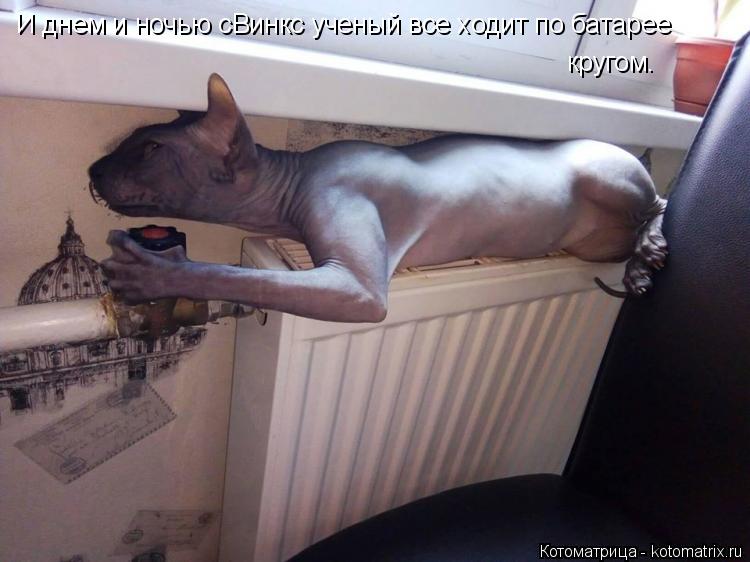 И днем и ночью сВинкс ученый все ходит по батарее кругом.... Котоматрица: И днем и ночью сВинкс ученый все ходит по батарее кругом.