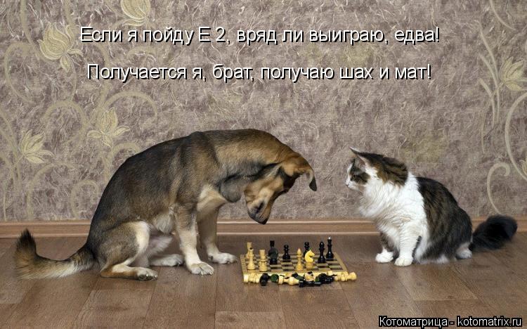 Если я пойду Е 2, вряд ли выиграю, едва! Получается я, брат, получаю шах и мат!... Котоматрица: Если я пойду Е 2, вряд ли выиграю, едва! Получается я, брат, получаю шах и мат!