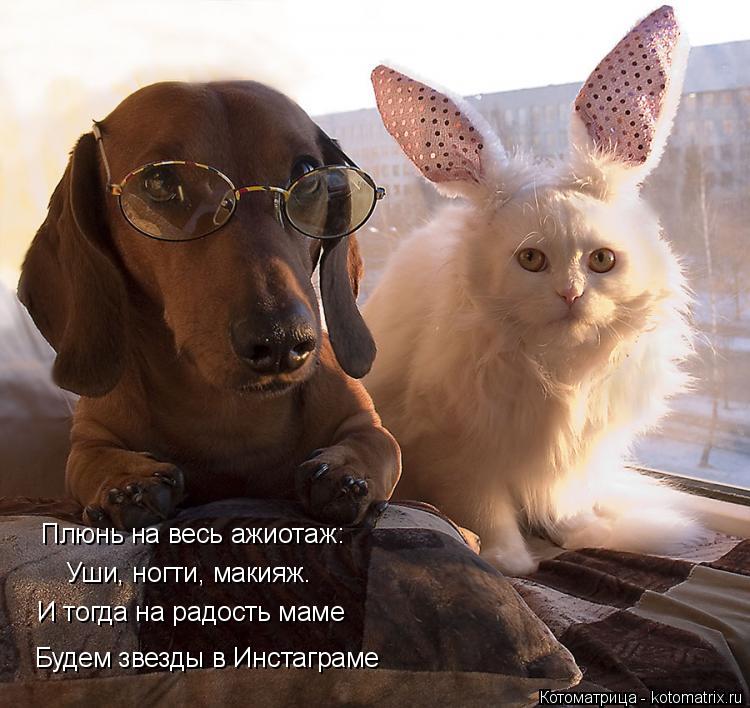 Котоматрица: Плюнь на весь ажиотаж: Уши, ногти, макияж. И тогда на радость маме Будем звезды в Инстаграме
