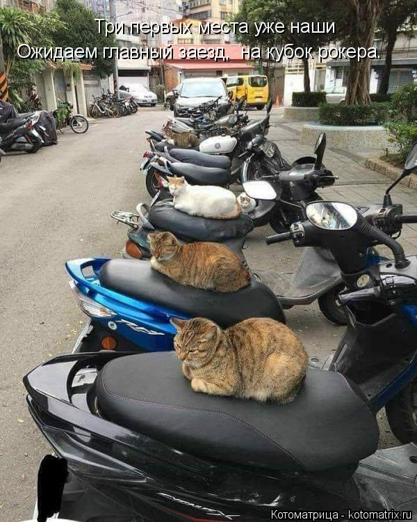 Три первых места уже наши Ожидаем главный заезд, на кубок рокера.... Котоматрица: Три первых места уже наши Ожидаем главный заезд, на кубок рокера.