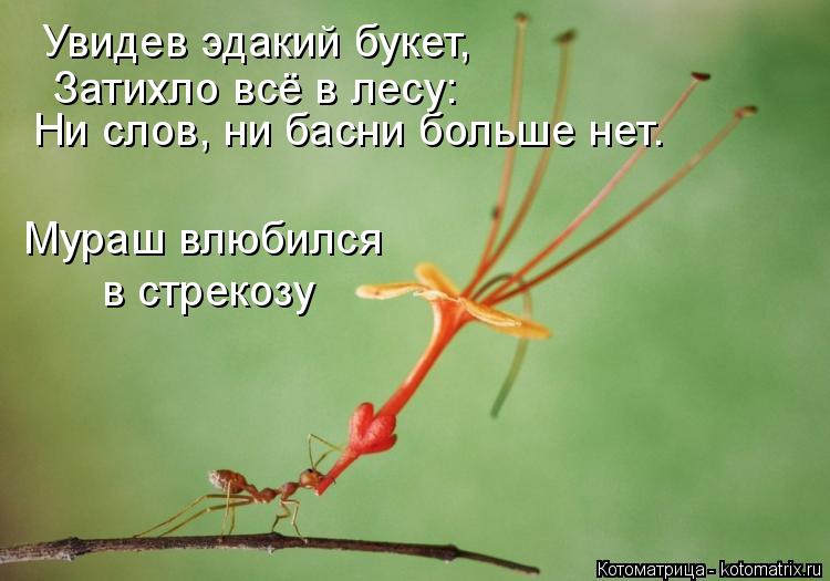 Котоматрица: Увидев эдакий букет, Ни слов, ни басни больше нет. Затихло всё в лесу: Мураш влюбился в стрекозу