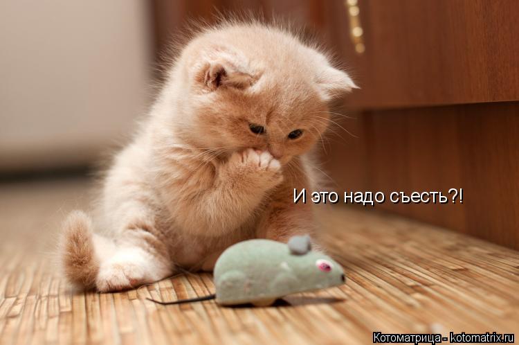 И это надо съесть?!... Котоматрица: И это надо съесть?!